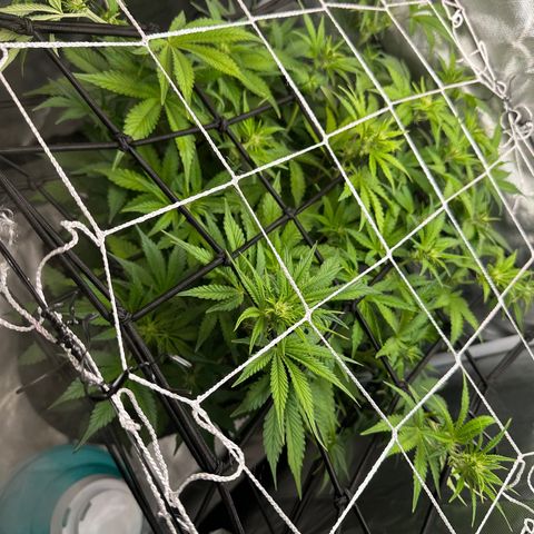 Miss Jackson growlog timeline photo