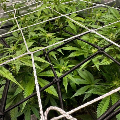 Miss Jackson growlog timeline photo