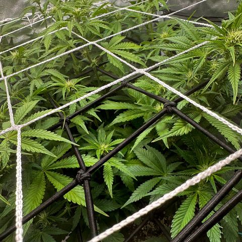 Miss Jackson growlog timeline photo