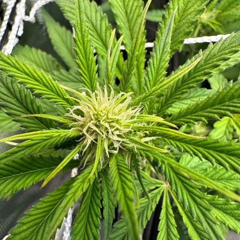 Miss Jackson growlog timeline photo