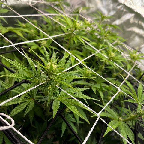 Miss Jackson growlog timeline photo
