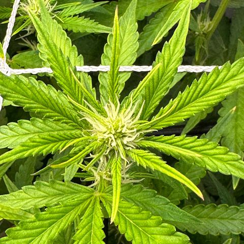 Miss Jackson growlog timeline photo