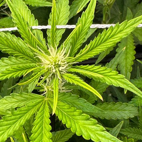 Miss Jackson growlog timeline photo