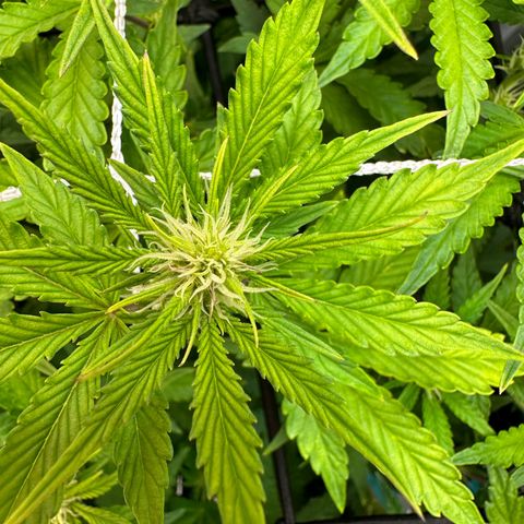Miss Jackson growlog timeline photo