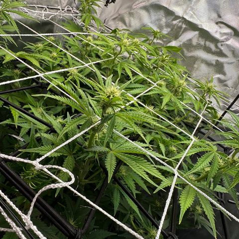 Miss Jackson growlog timeline photo