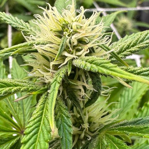 Miss Jackson growlog timeline photo