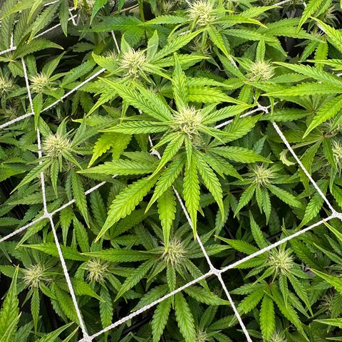 Miss Jackson growlog timeline photo