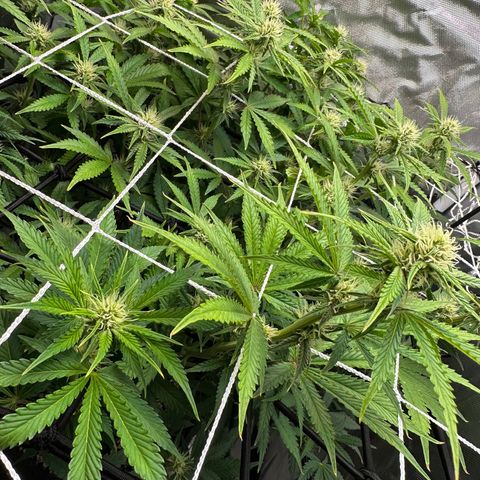 Miss Jackson growlog timeline photo