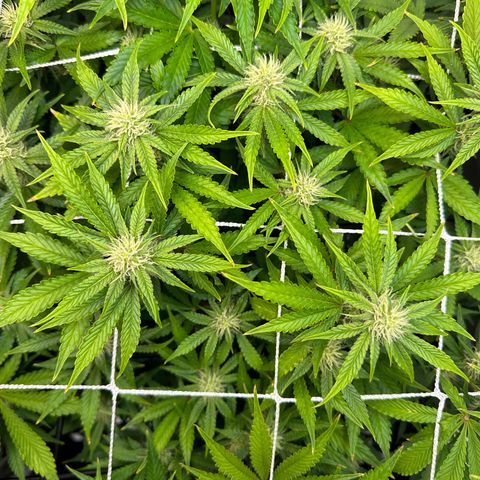 Miss Jackson growlog timeline photo