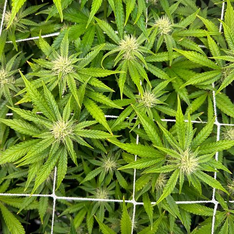 Miss Jackson growlog timeline photo
