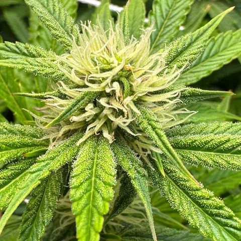 Miss Jackson growlog timeline photo