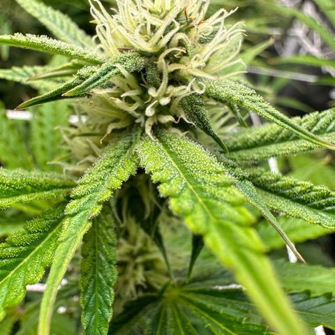 Miss Jackson growlog timeline photo