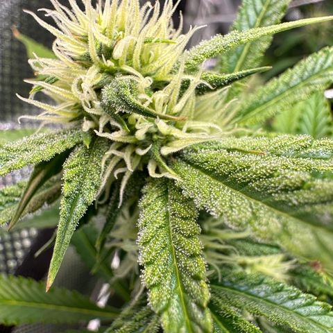 Miss Jackson growlog timeline photo