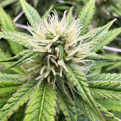 Miss Jackson growlog timeline photo
