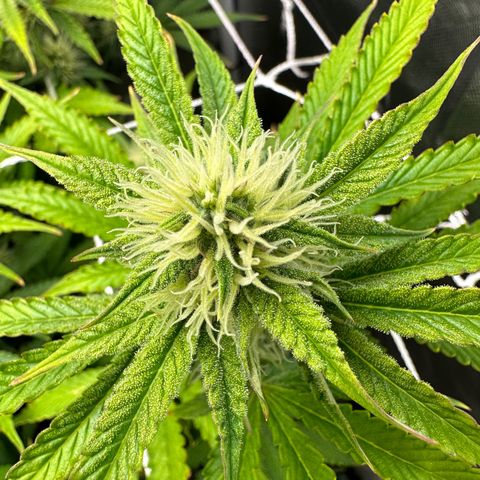 Miss Jackson growlog timeline photo