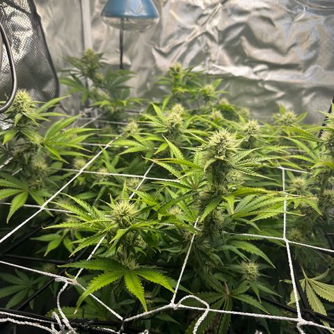 Miss Jackson growlog timeline photo