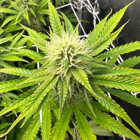 Miss Jackson growlog timeline photo