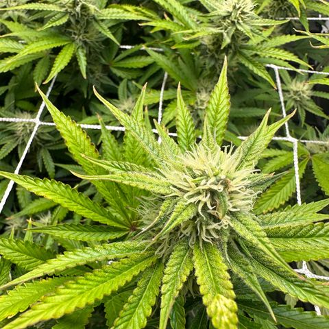 Miss Jackson growlog timeline photo