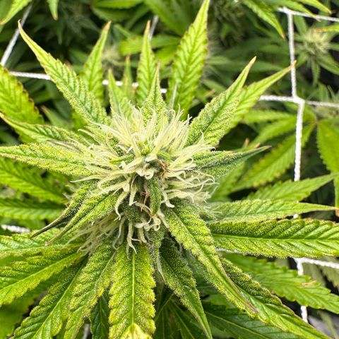 Miss Jackson growlog timeline photo