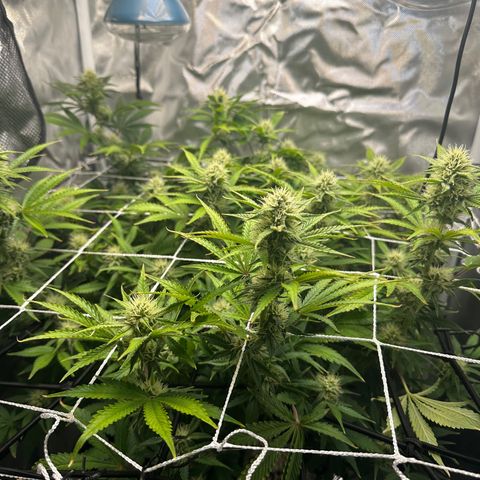 Miss Jackson growlog timeline photo