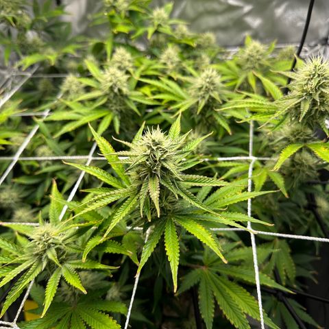 Miss Jackson growlog timeline photo