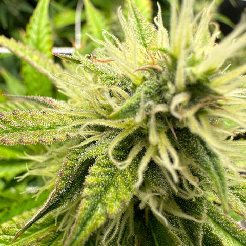 Miss Jackson growlog timeline photo