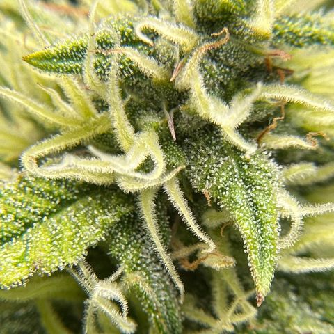 Miss Jackson growlog timeline photo