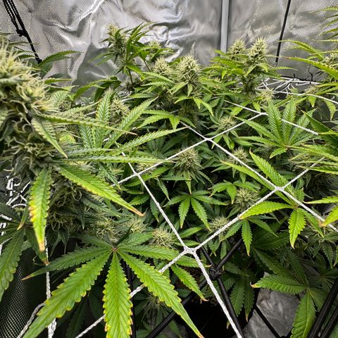 Miss Jackson growlog timeline photo