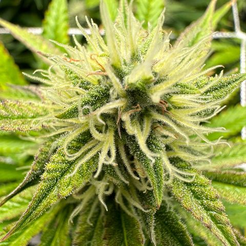 Miss Jackson growlog timeline photo