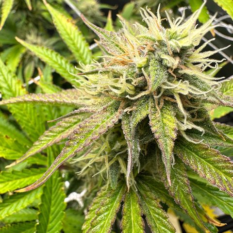 Miss Jackson growlog timeline photo