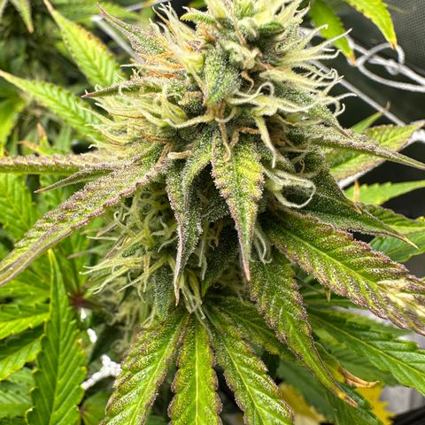 Miss Jackson growlog timeline photo