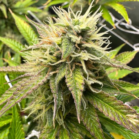 Miss Jackson growlog timeline photo