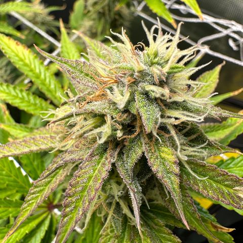 Miss Jackson growlog timeline photo