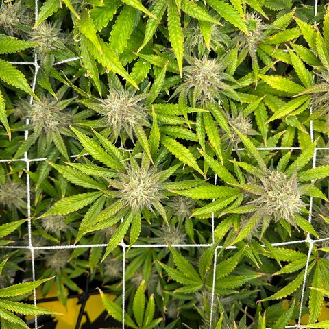 Miss Jackson growlog timeline photo