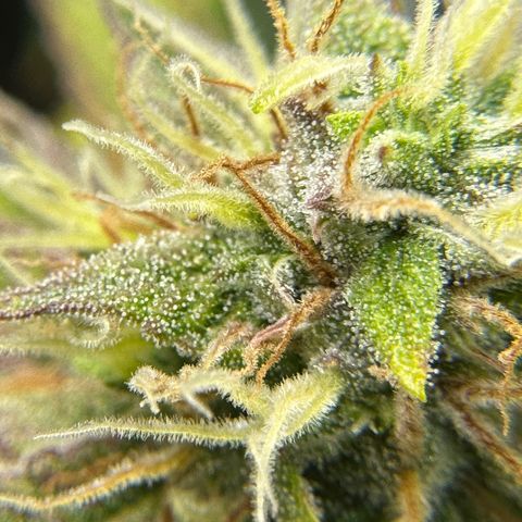 Miss Jackson growlog timeline photo
