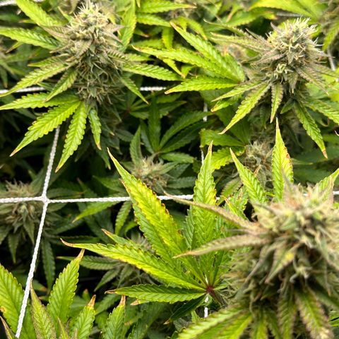 Miss Jackson growlog timeline photo