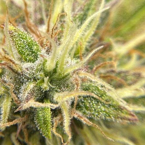 Miss Jackson growlog timeline photo