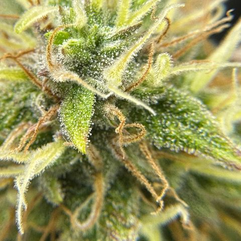 Miss Jackson growlog timeline photo
