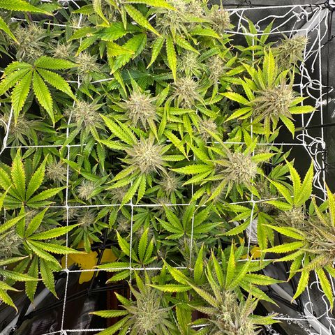 Miss Jackson growlog timeline photo