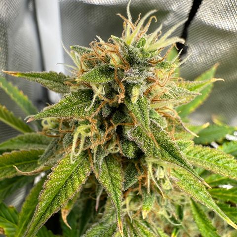 Miss Jackson growlog timeline photo