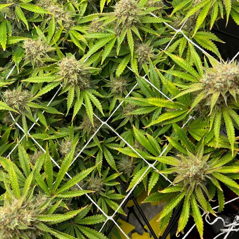 Miss Jackson growlog timeline photo