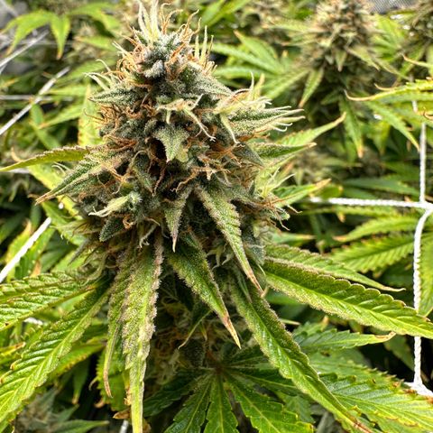 Miss Jackson growlog timeline photo