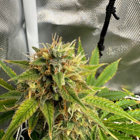 Miss Jackson growlog timeline photo