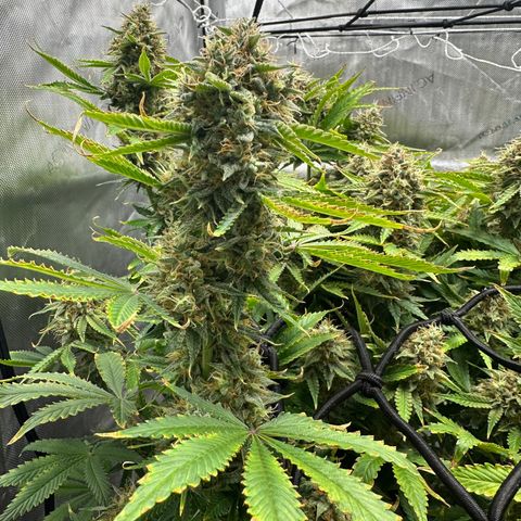 Miss Jackson growlog timeline photo
