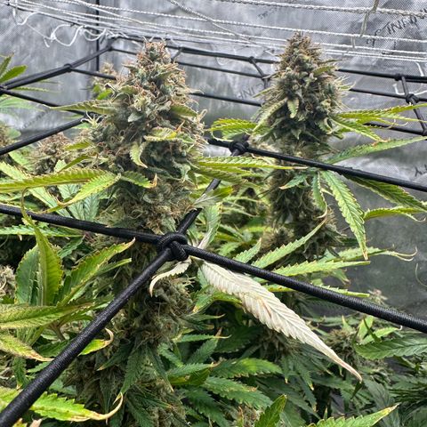 Miss Jackson growlog timeline photo