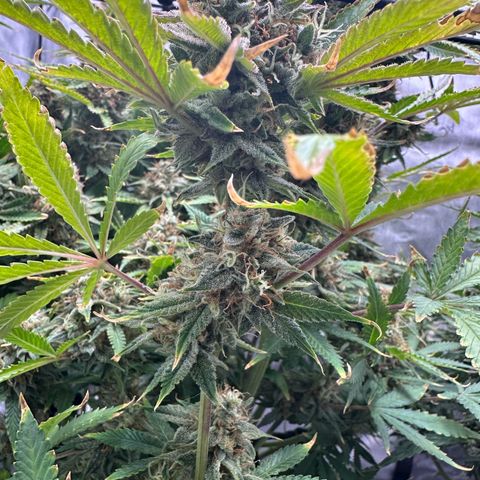 Miss Jackson growlog timeline photo