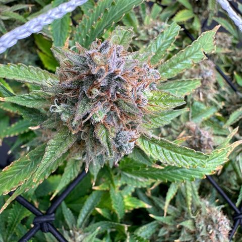 Miss Jackson growlog photo: Centered in tent.  Last plant left this run. 