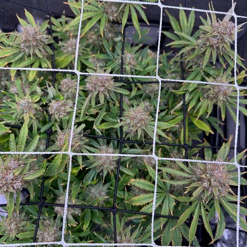 Miss Jackson growlog photo: Centered in tent.  Last plant left this run. 