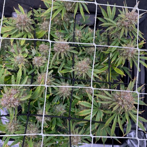 Miss Jackson growlog photo: Centered in tent.  Last plant left this run. 