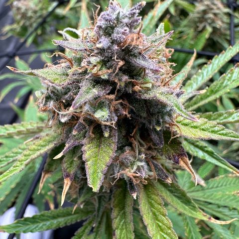 Miss Jackson growlog photo: Centered in tent.  Last plant left this run. 